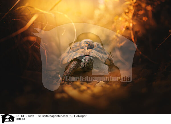 Schildkröte / tortoise / CF-01366