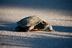tortoise