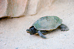 tortoise