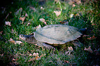 tortoise