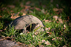 tortoise