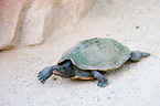 tortoise