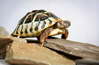 tortoise