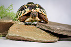 tortoise