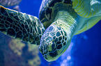 marine turtle