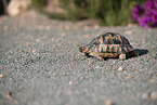 cooter