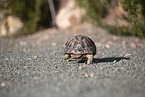 cooter