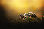 tortoise