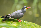 Inca tern