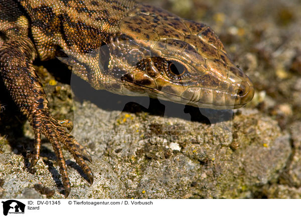 lizard / DV-01345
