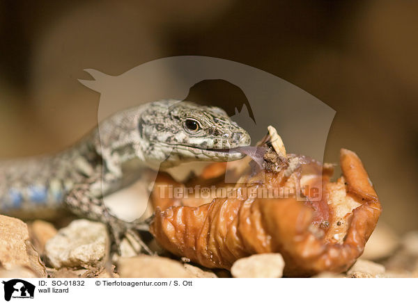 Mauereidechse / wall lizard / SO-01832