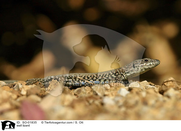 wall lizard / SO-01835