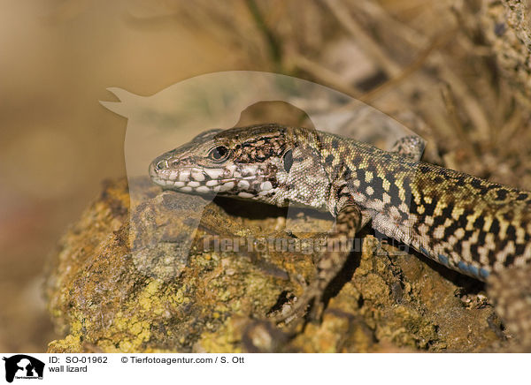 Mauereidechse / wall lizard / SO-01962