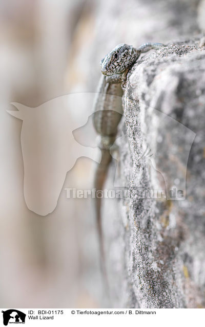 Wall Lizard / BDI-01175