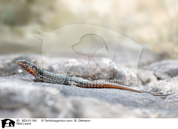 Mauereidechse / Wall Lizard / BDI-01180