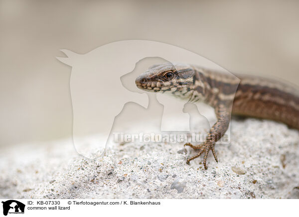 Mauereidechse / common wall lizard / KB-07330