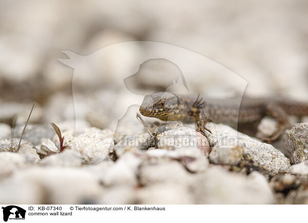 Mauereidechse / common wall lizard / KB-07340