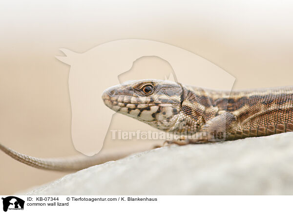 Mauereidechse / common wall lizard / KB-07344