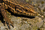 lizard