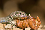 wall lizard