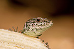 wall lizard