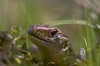common wall lizard