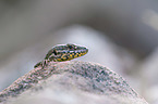 Wall Lizard portrait
