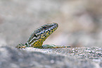 Wall Lizard portrait