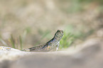 walking Wall Lizard