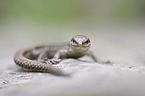 sitting Wall Lizard