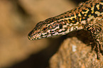 wall lizard