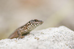 common wall lizard
