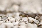 common wall lizard