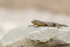 common wall lizard