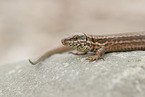 common wall lizard