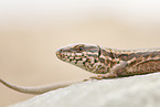 common wall lizard