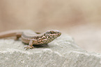 common wall lizard