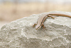 common wall lizard
