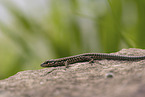 European wall lizard