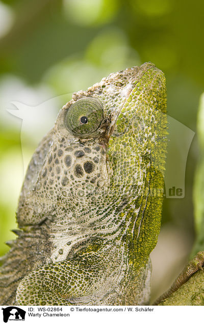 Warty Chameleon / WS-02864