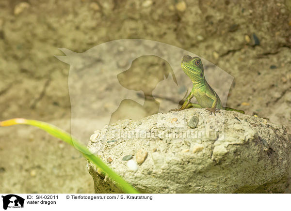 Wasseragame / water dragon / SK-02011