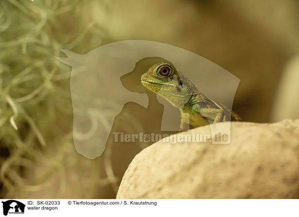 Wasseragame / water dragon / SK-02033