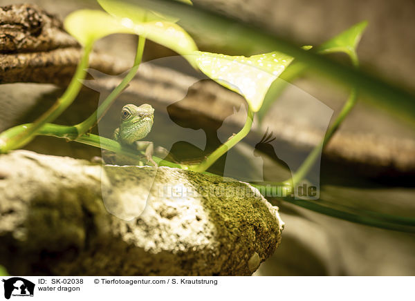 Wasseragame / water dragon / SK-02038