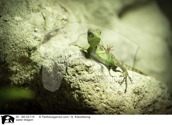 Wasseragame / water dragon / SK-02114