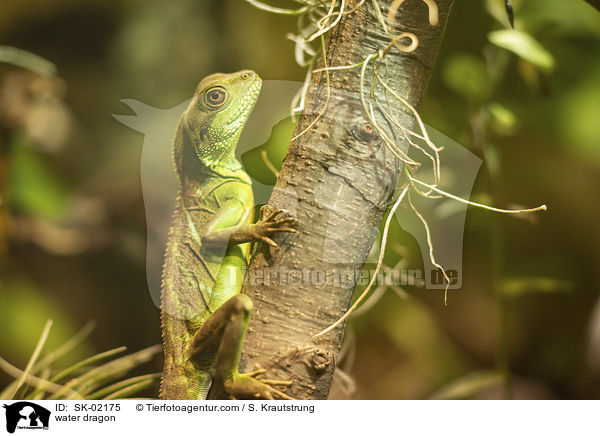 Wasseragame / water dragon / SK-02175
