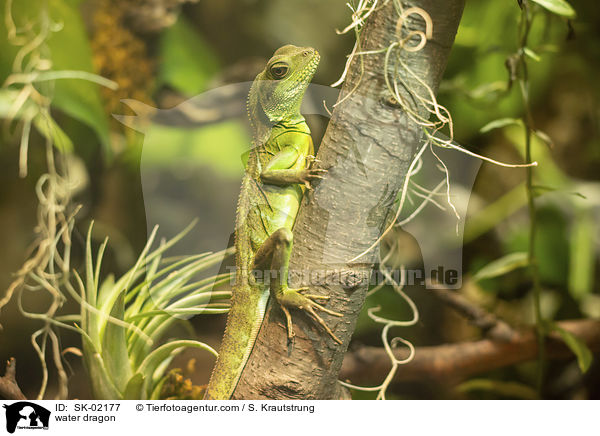 Wasseragame / water dragon / SK-02177