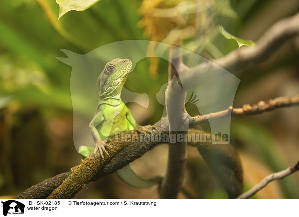 Wasseragame / water dragon / SK-02185
