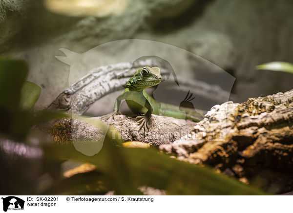 Wasseragame / water dragon / SK-02201