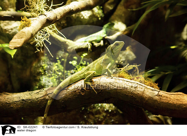 Wasseragame / water dragon / SK-02241