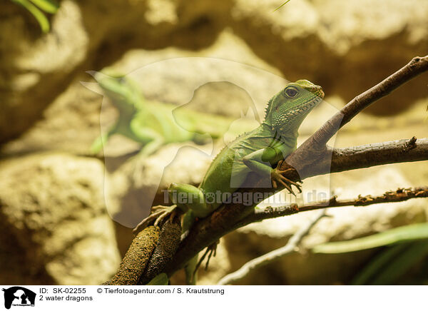 2 Wasseragamen / 2 water dragons / SK-02255